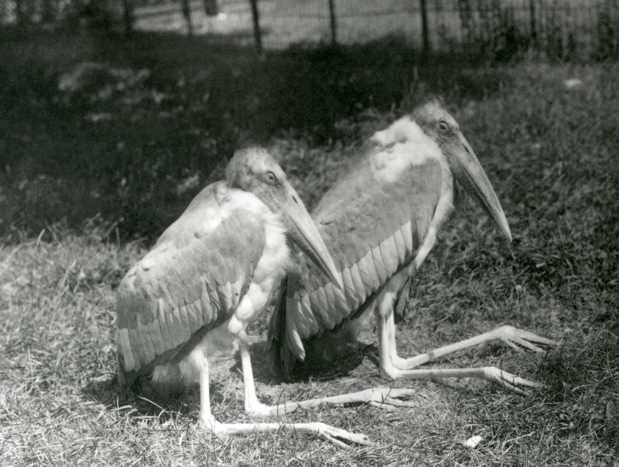 Ein Paar Große Indische Marabus im Londoner Zoo, September 1923 von Frederick William Bond