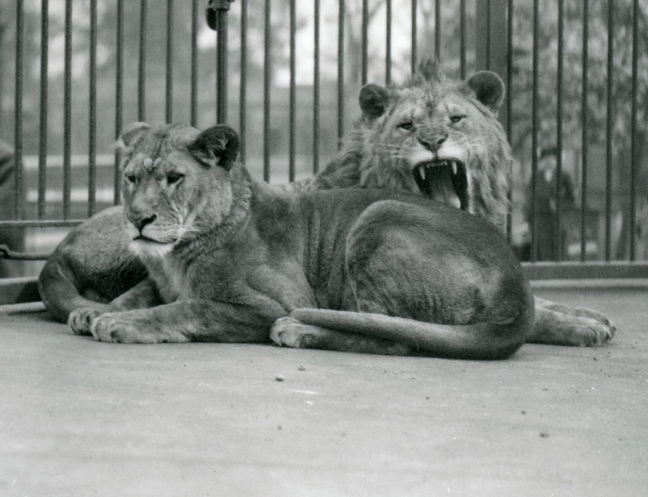 Ein Paar Löwen, Abdullah und Fatima, London Zoo, Mai 1923 von Frederick William Bond