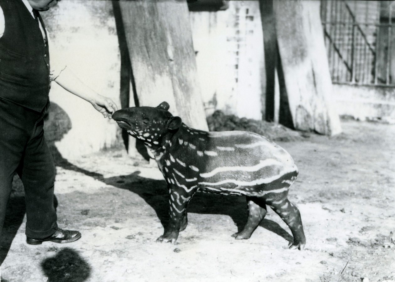 Ein junger Malaiischer Tapir mit Pfleger im Londoner Zoo, 18. Oktober 1921 von Frederick William Bond