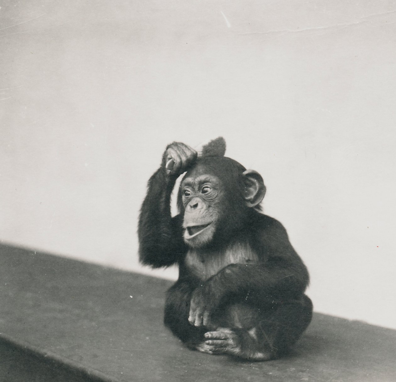 Ein junger Schimpanse, Johnnie, spielt mit einem Pinsel, 1923 von Frederick William Bond