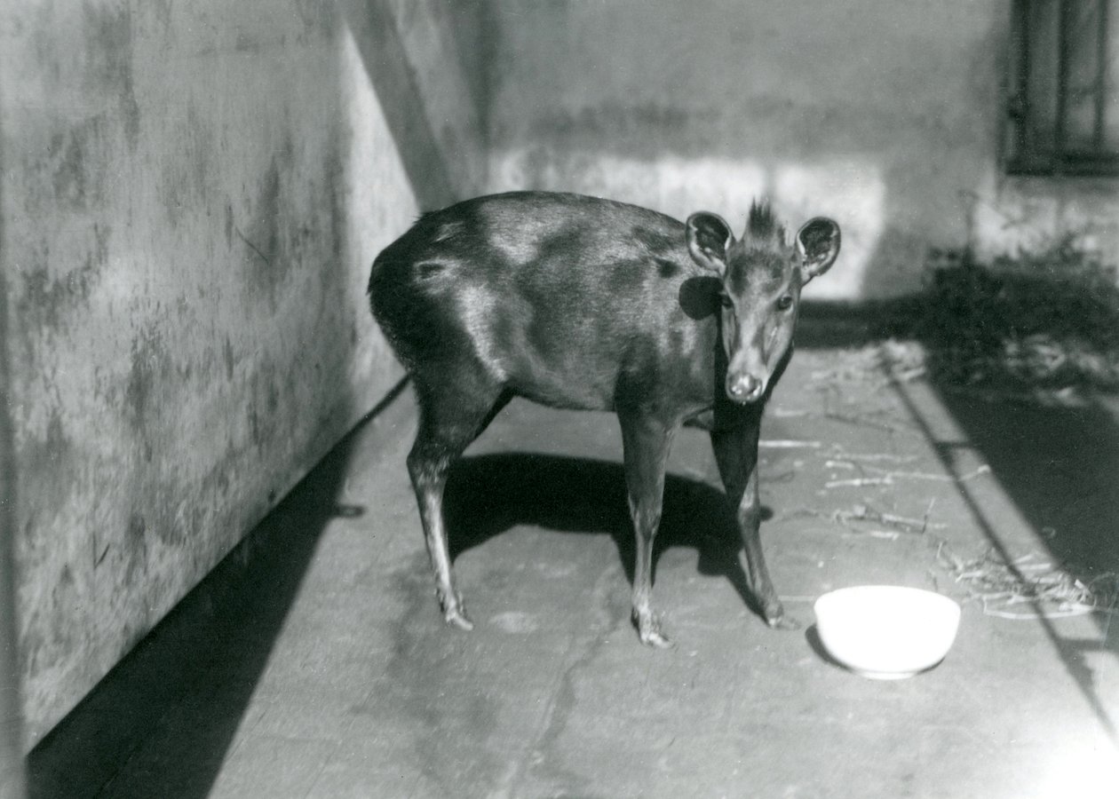 Ein Abbott-Duiker im Londoner Zoo, April 1922 von Frederick William Bond