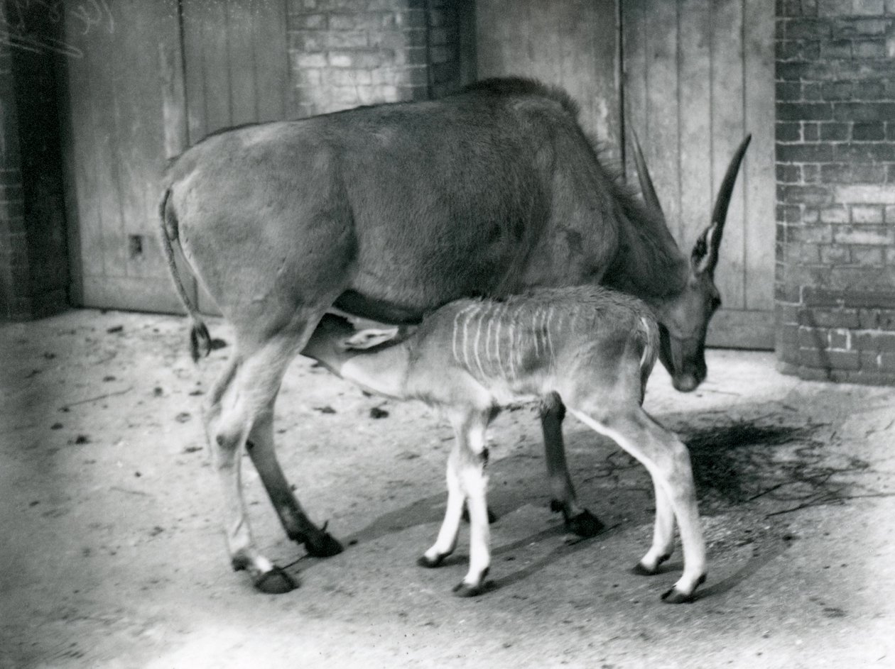 Ein Eland-Antilope füttert ihr Junges im Londoner Zoo, 1920 von Frederick William Bond