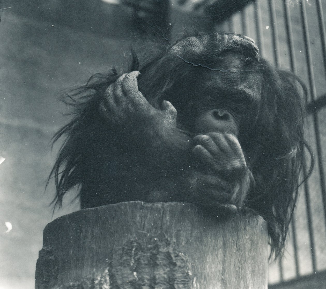 Ein Orang-Utan im ZSL London Zoo, April 1923 von Frederick William Bond