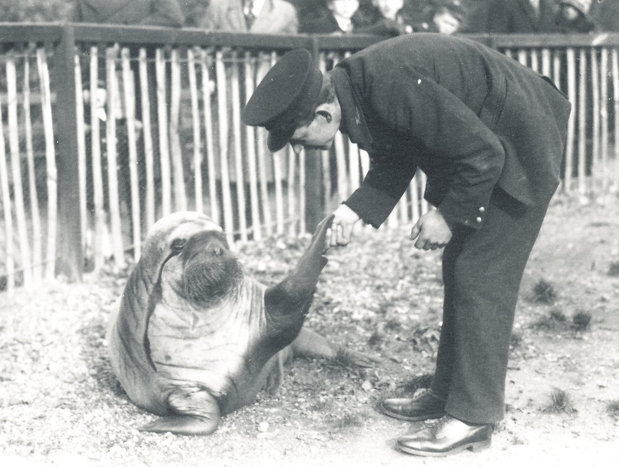 Andy das Walross im ZSL London Zoo, 1925 von Frederick William Bond