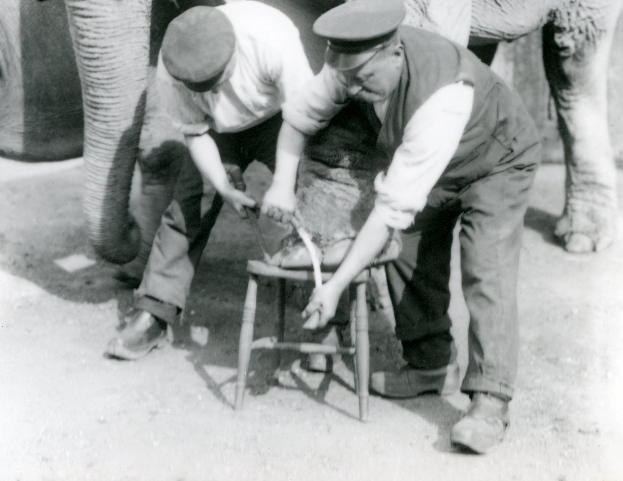 Baby-Indischer Elefant und erwachsene weibliche Indische Elefantin Assam Lukhi, die mit dem Wärter Charles Eyles ihre Füße im London Zoo, September 1923, getrimmt bekommt von Frederick William Bond