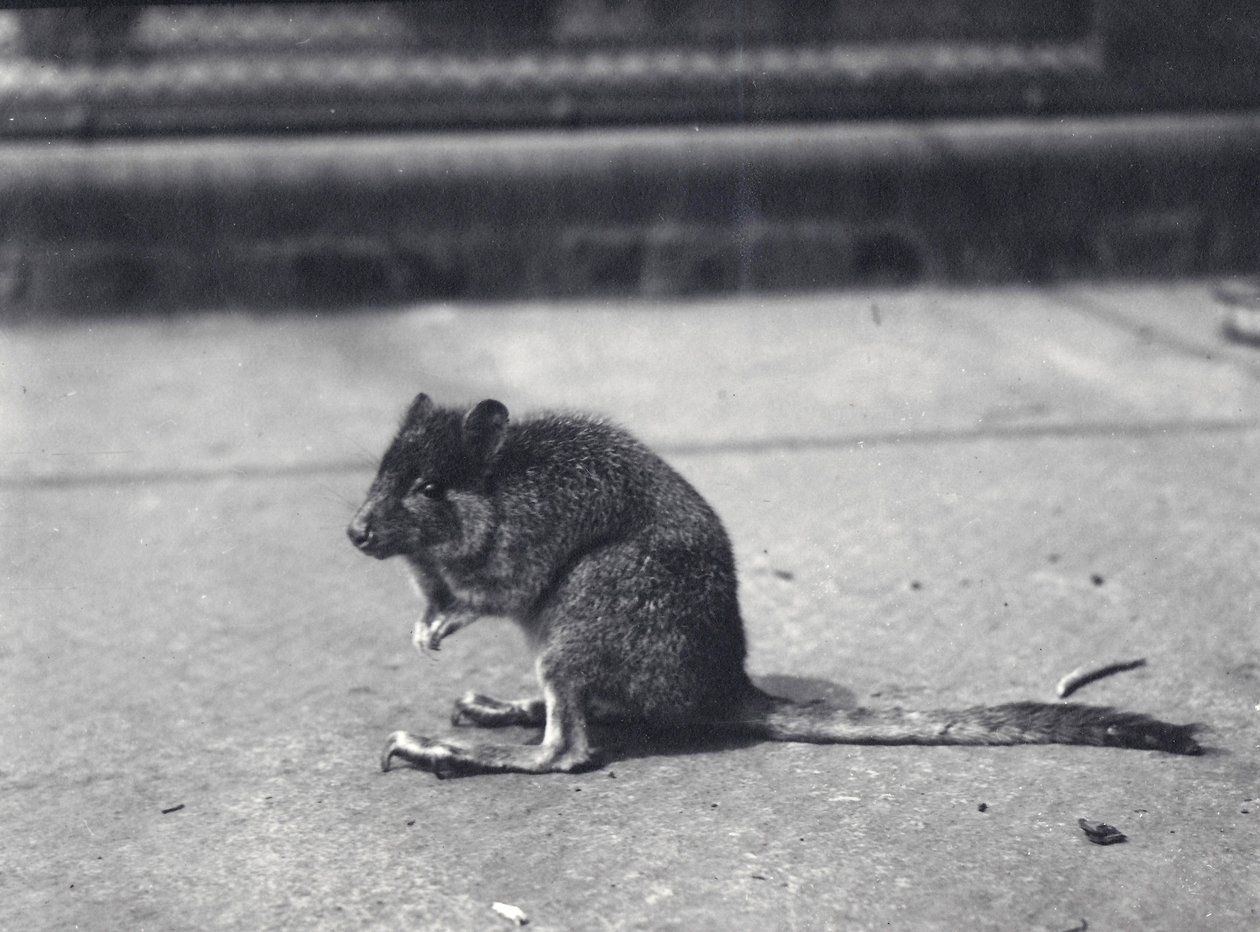 Bürstenschwanz-Felskänguru im Londoner Zoo, Juni 1916 von Frederick William Bond