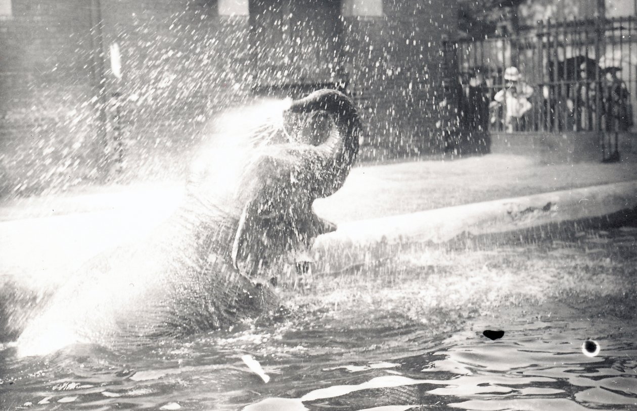 Indischer Elefant beim Baden, 1923 von Frederick William Bond
