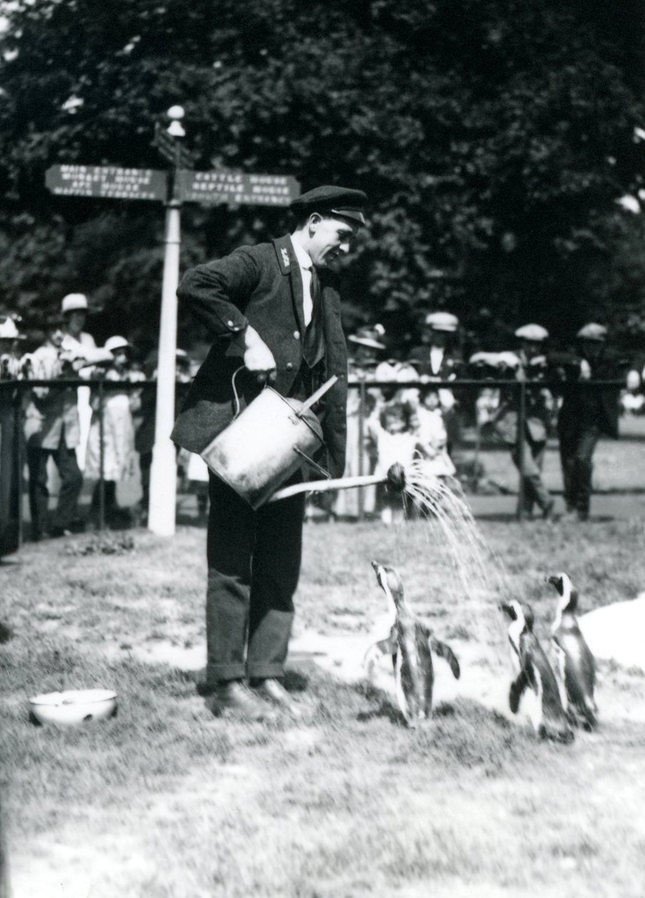 Tierpfleger Ernie Sceales gibt drei Pinguinen eine Dusche mit einer Gießkanne, London Zoo, 1919 von Frederick William Bond