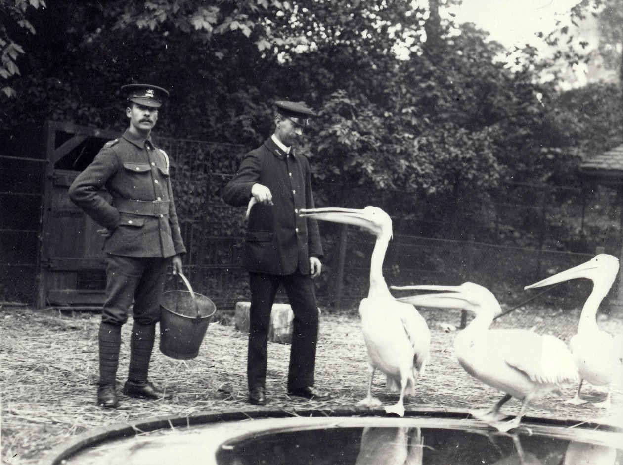 Wärter Alf Taylor (rechts) und Bodman (links) füttern Pelikane am Beckenrand im Londoner Zoo, Oktober 1915 von Frederick William Bond