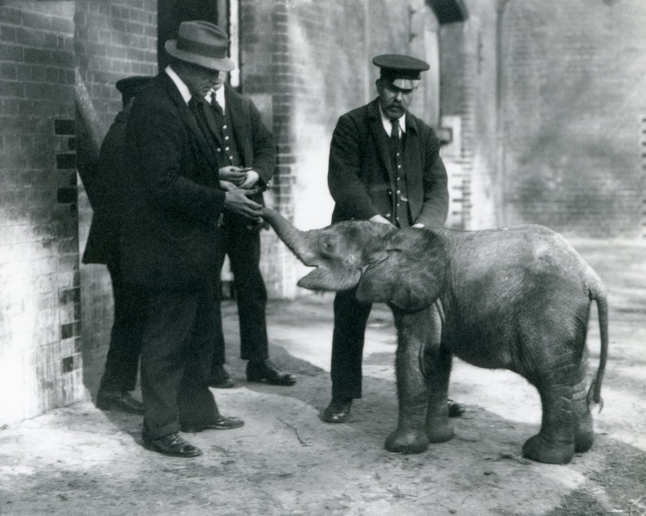 Neu angekommener Baby-Zwergelefant Tiny, mit ihren Pflegern Robertson, Stimpson und Milbourn im London Zoo, 1922 von Frederick William Bond