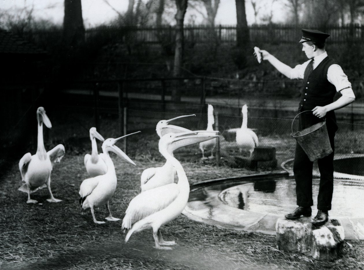 Pelikane werden von ihrem Wärter am Beckenrand mit Fisch gefüttert, Londoner Zoo, Dezember 1922 von Frederick William Bond