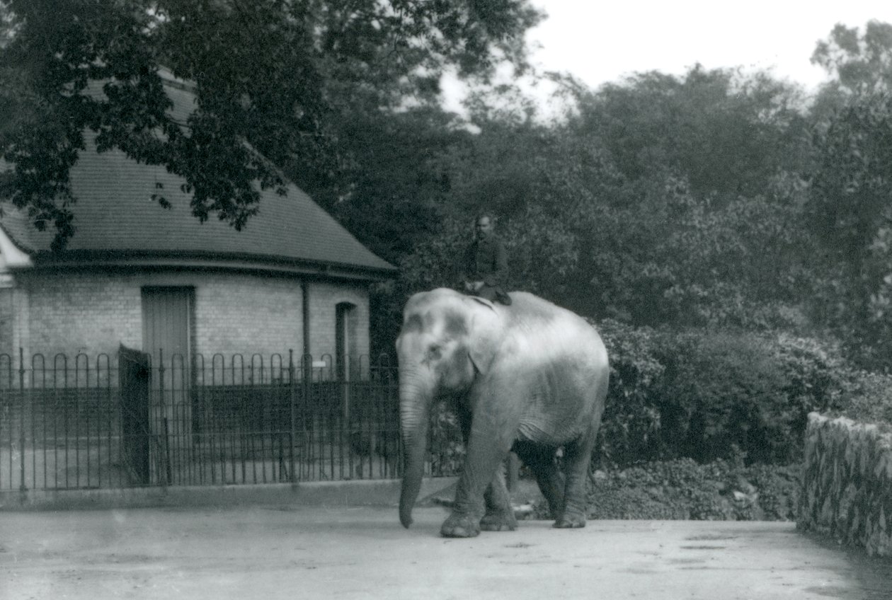 Syed Ali trainiert Indiarani, während andere Mitarbeiter und Pfleger zuschauen, Londoner Zoo, Juni 1922 von Frederick William Bond