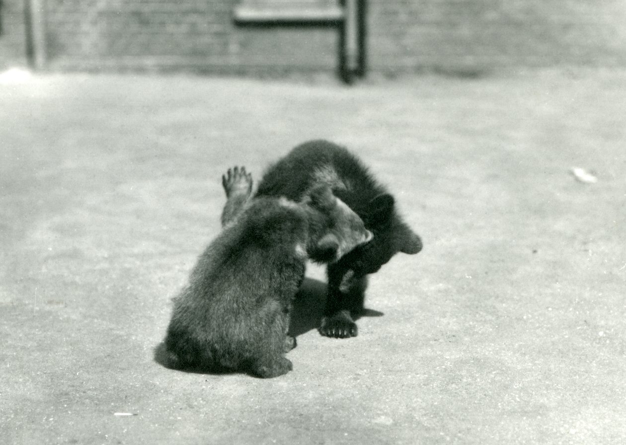 Zwei Braunbärenjunge beim Herumtollen im Londoner Zoo, Juni 1914 von Frederick William Bond