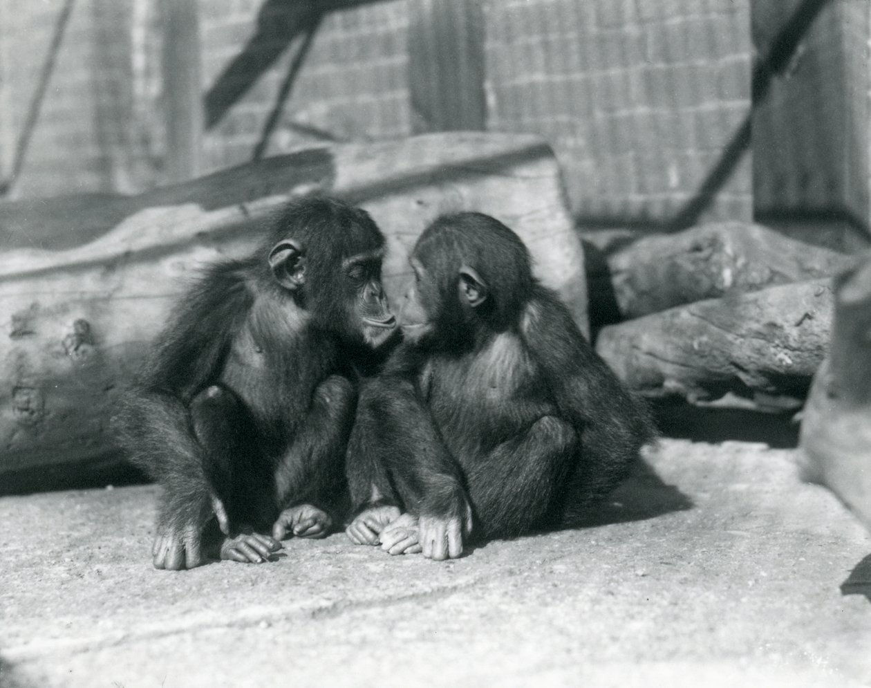 Zwei junge Schimpansen, Boo boo und Bibi, Kuss. Londoner Zoo, September 1927 von Frederick William Bond