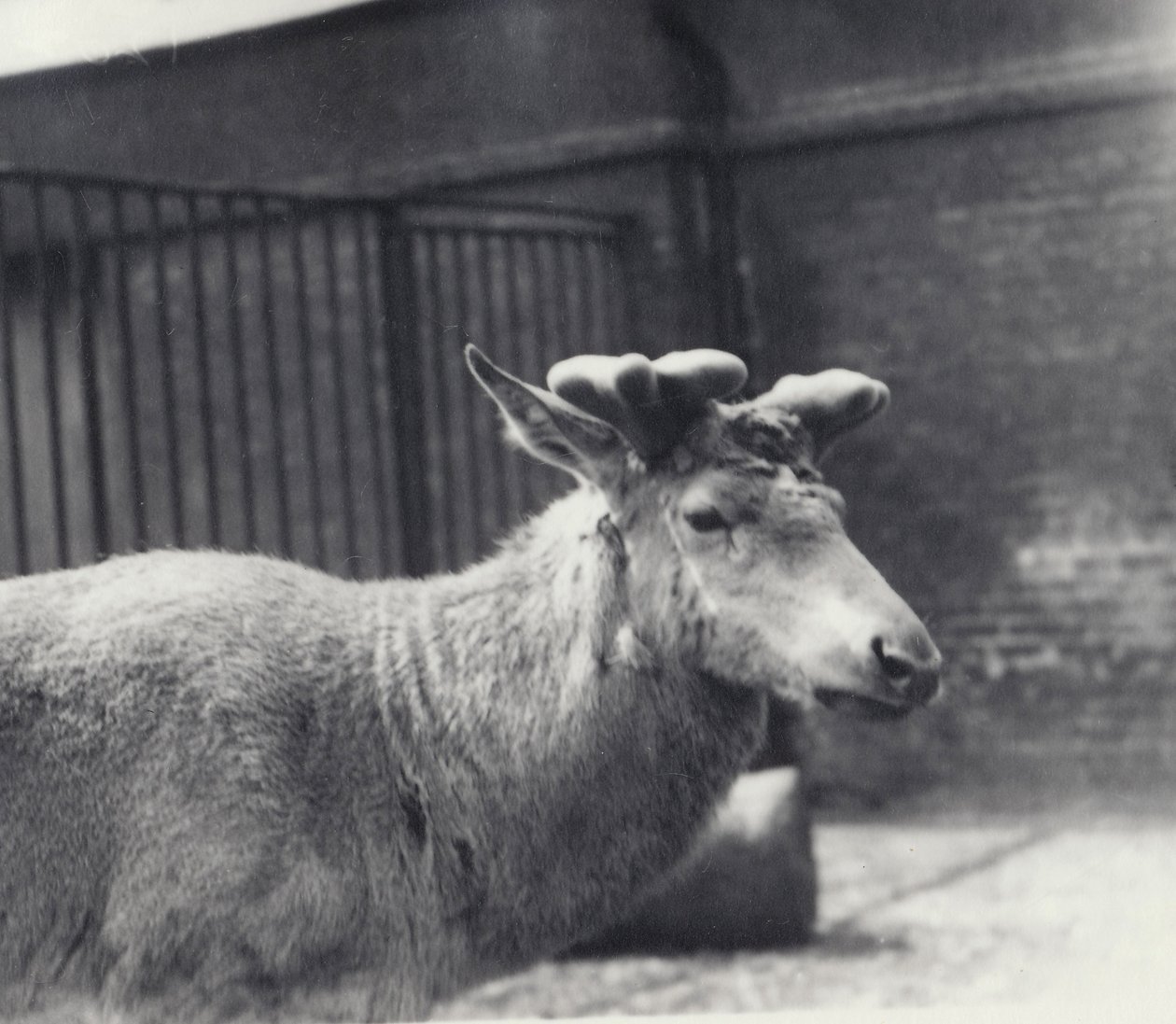 Wallichs Hirsch mit frühem Geweihwachstum, im Samt, London Zoo, Mai 1920 von Frederick William Bond