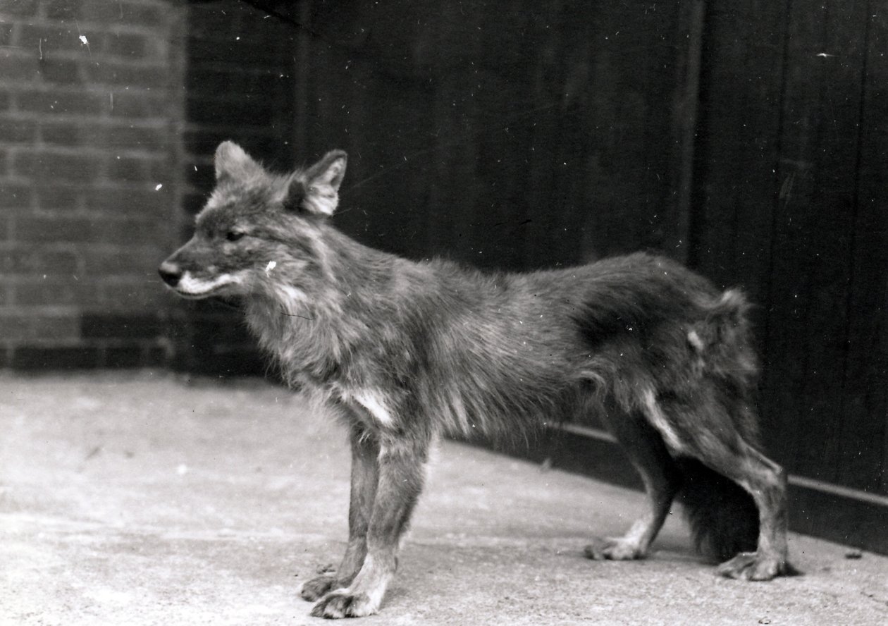 Wilder Hund im ZSL London Zoo von Frederick William Bond