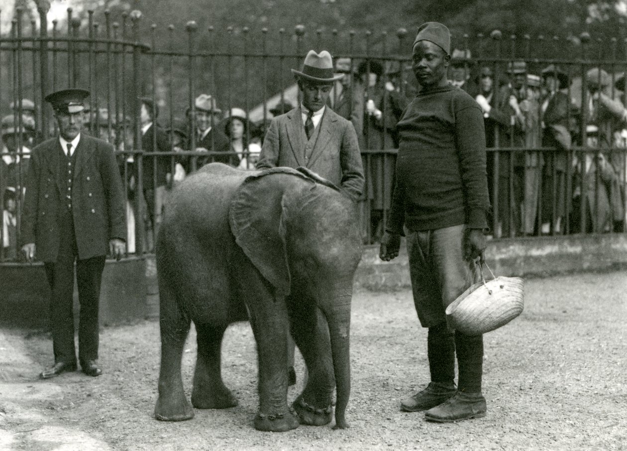 Junger afrikanischer Elefant Kiberenge mit Trainer Darisha, einem Wärter und einem anderen Mann, mit Besuchermengen, die von der anderen Seite der Gehege-Gitter zuschauen, Londoner Zoo, September 1923 (Schwarz-Weiß-Foto) von Frederick William Bond
