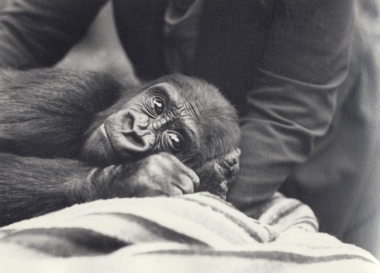 Junger Gorilla 