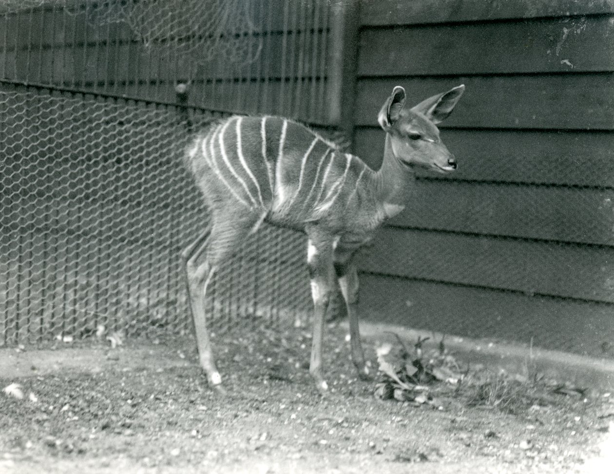 Junger Kleiner Kudu im Londoner Zoo, 1914 von Frederick William Bond