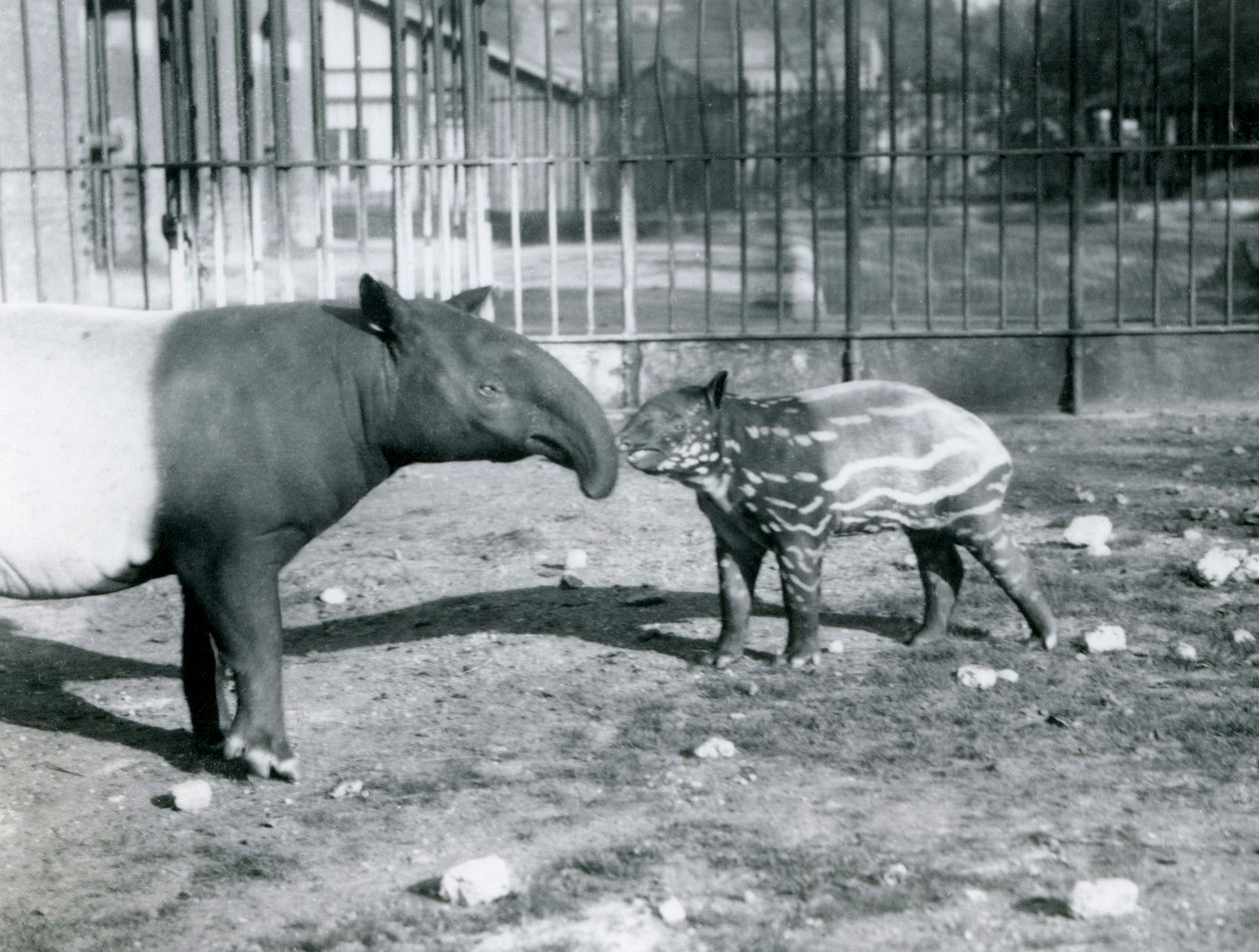 Junger malaiischer Tapir mit seiner Mutter im Londoner Zoo, 5. Oktober 1921 von Frederick William Bond