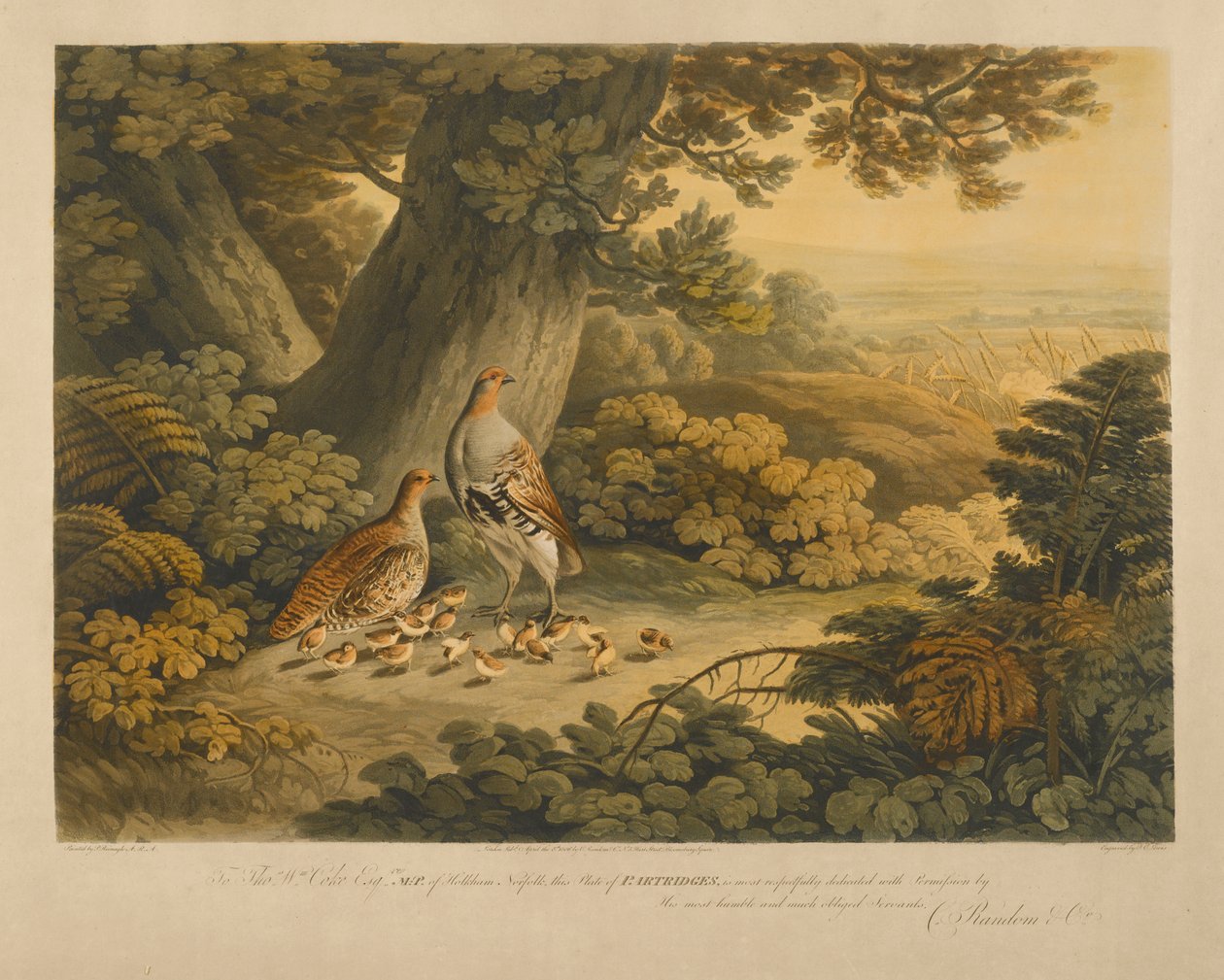 Rebhühner von Frederick Christian Lewis