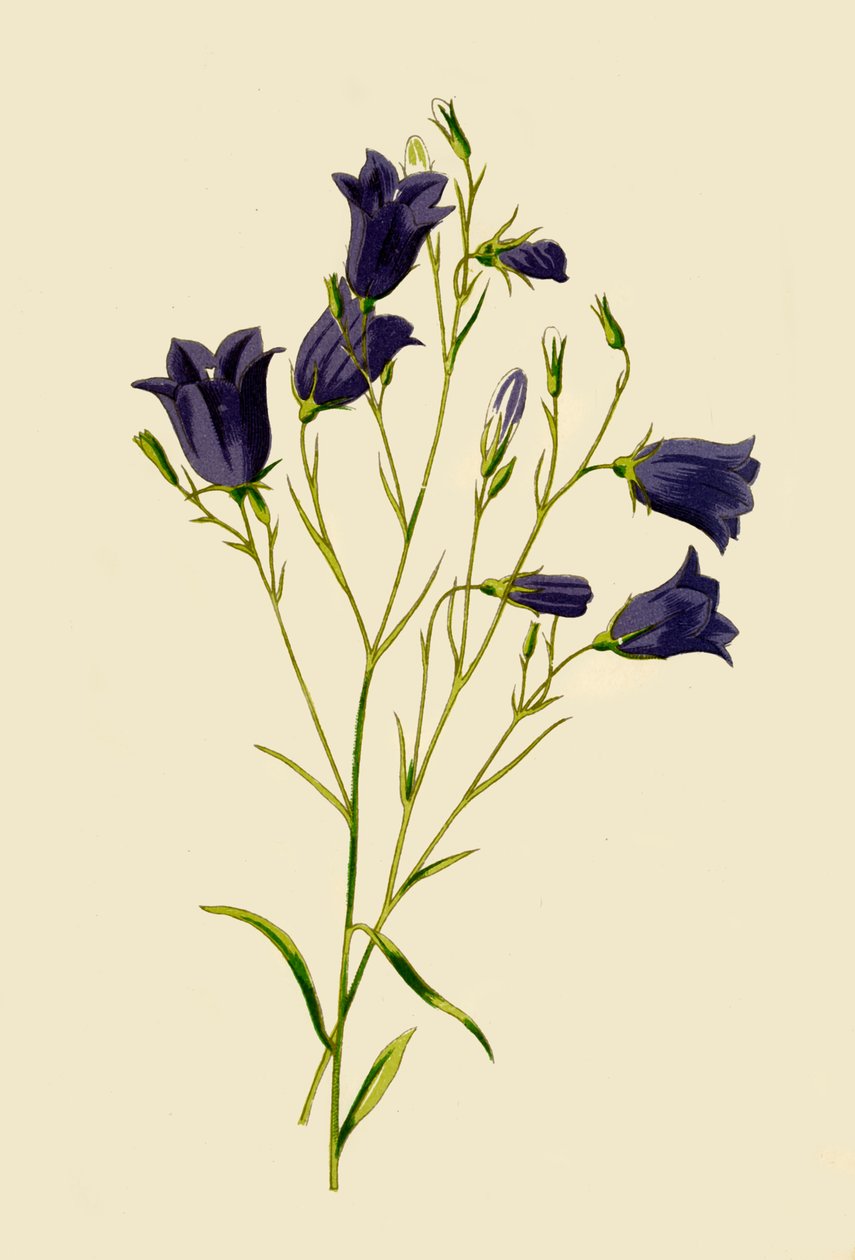 Glockenblume von Frederick Edward Hulme
