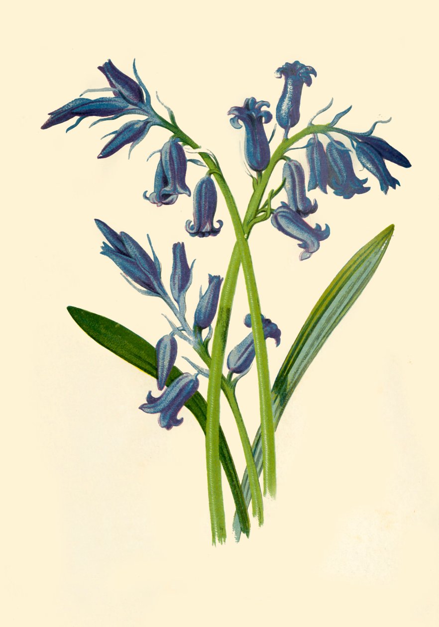 Hyazinthe, 1877 von Frederick Edward Hulme