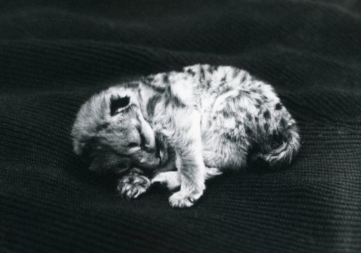 Ein Puma-Junges im Londoner Zoo von Frederick William Bond