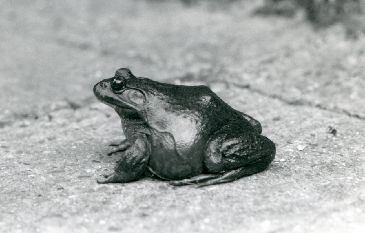 Ein Amerikanischer Ochsenfrosch, Londoner Zoo, 1925 von Frederick William Bond