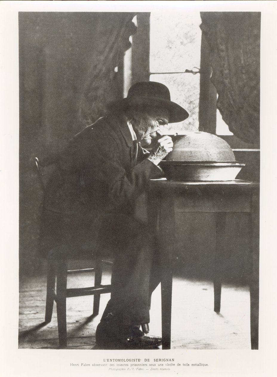 Jean-Henri Fabre (1823-1915) beobachtet Insekten, aus Souvenirs Entomologiques, veröffentlicht 1924 von French Photographer