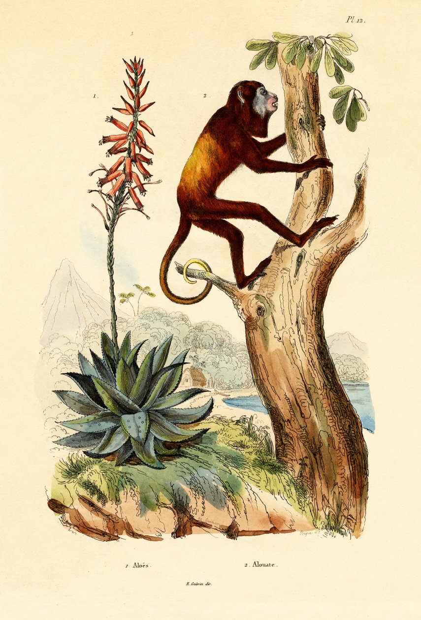 Aloe Vera von French School