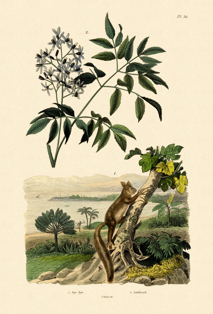 Aye-Aye von French School