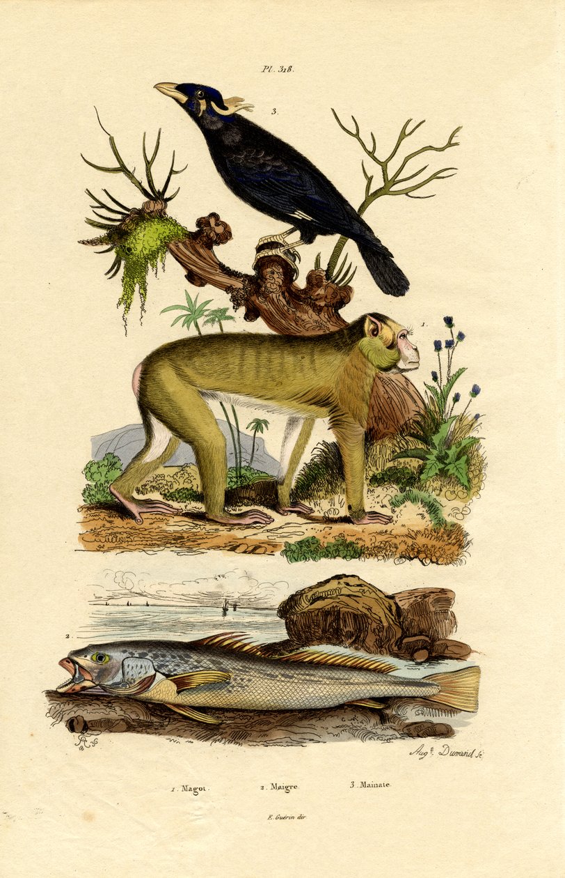 Berberaffe von French School