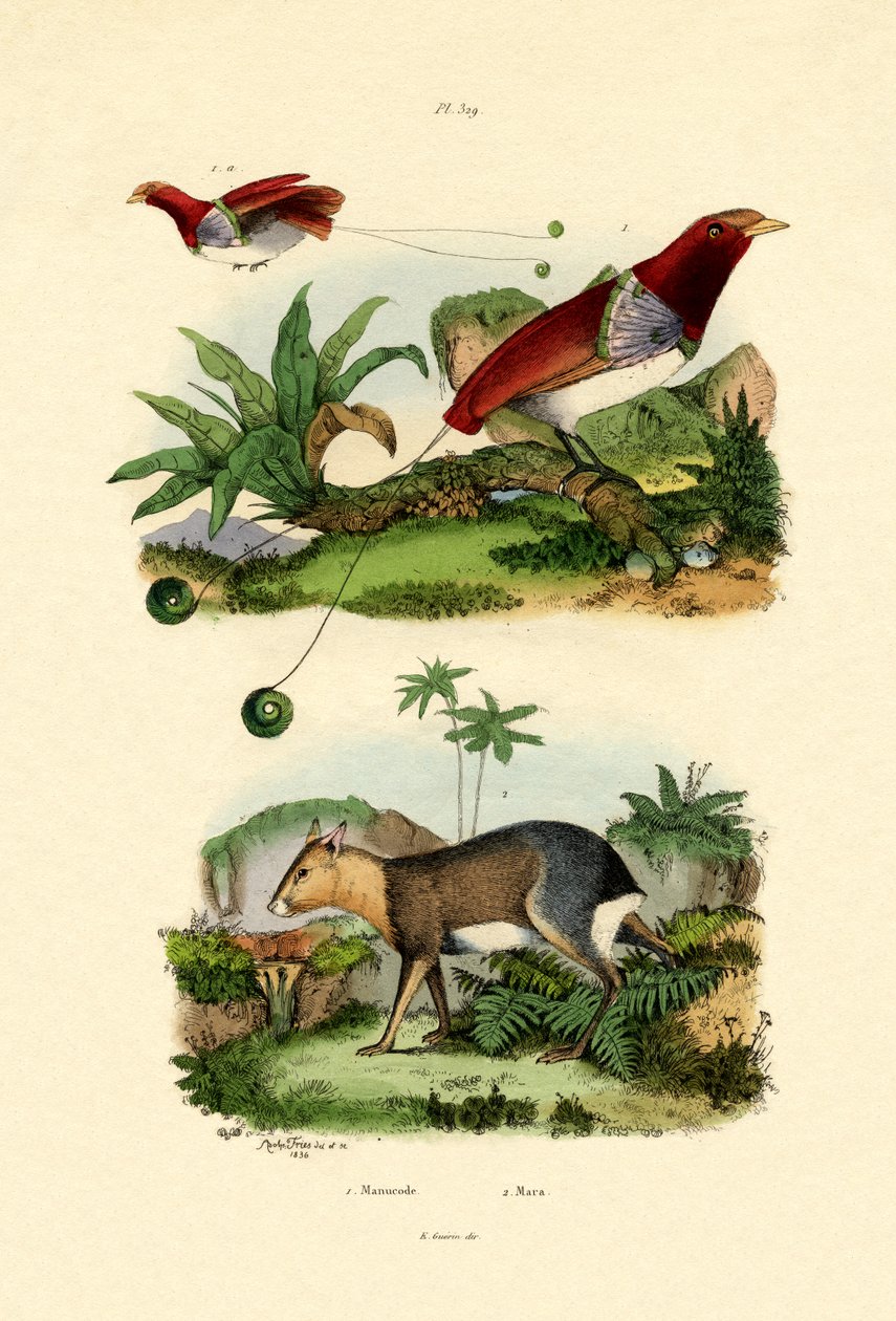 Paradiesvogel von French School