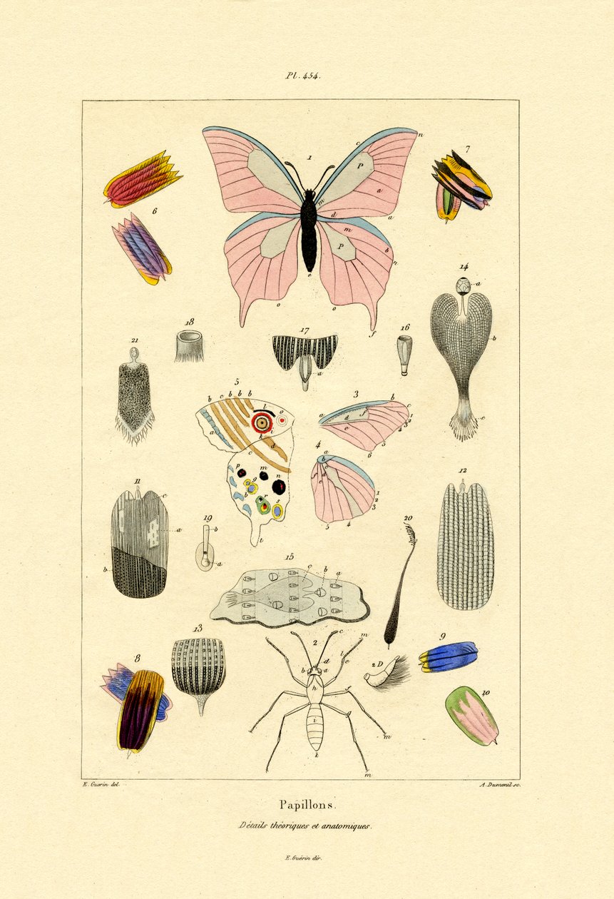 Schmetterlinge von French School