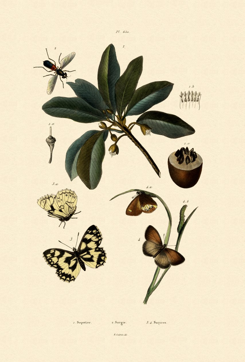 Schmetterling von French School