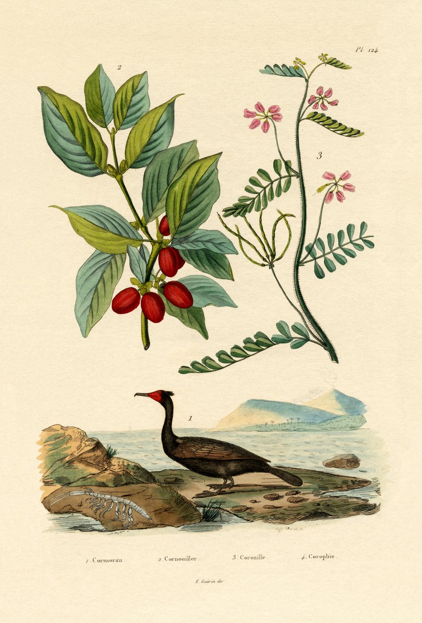 Kormoran von French School