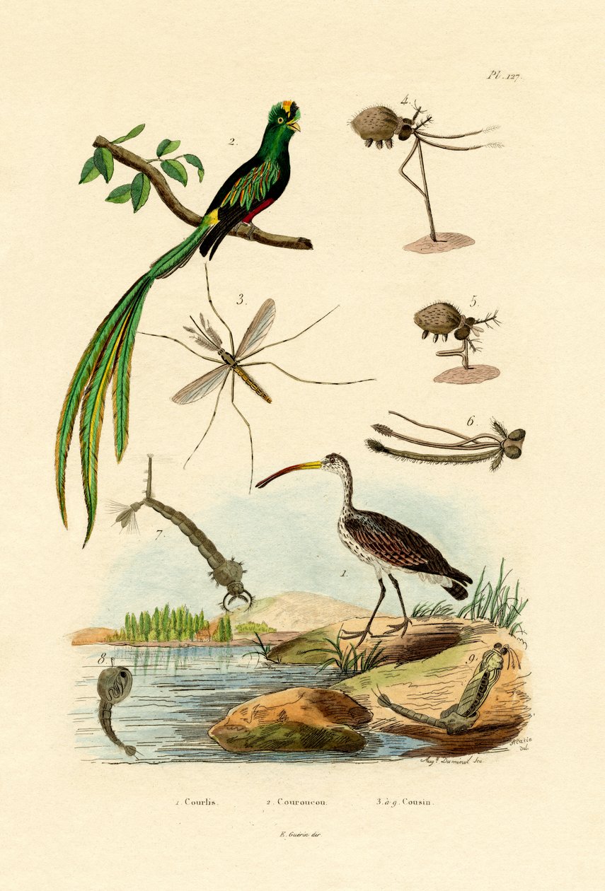 Brachvogel von French School