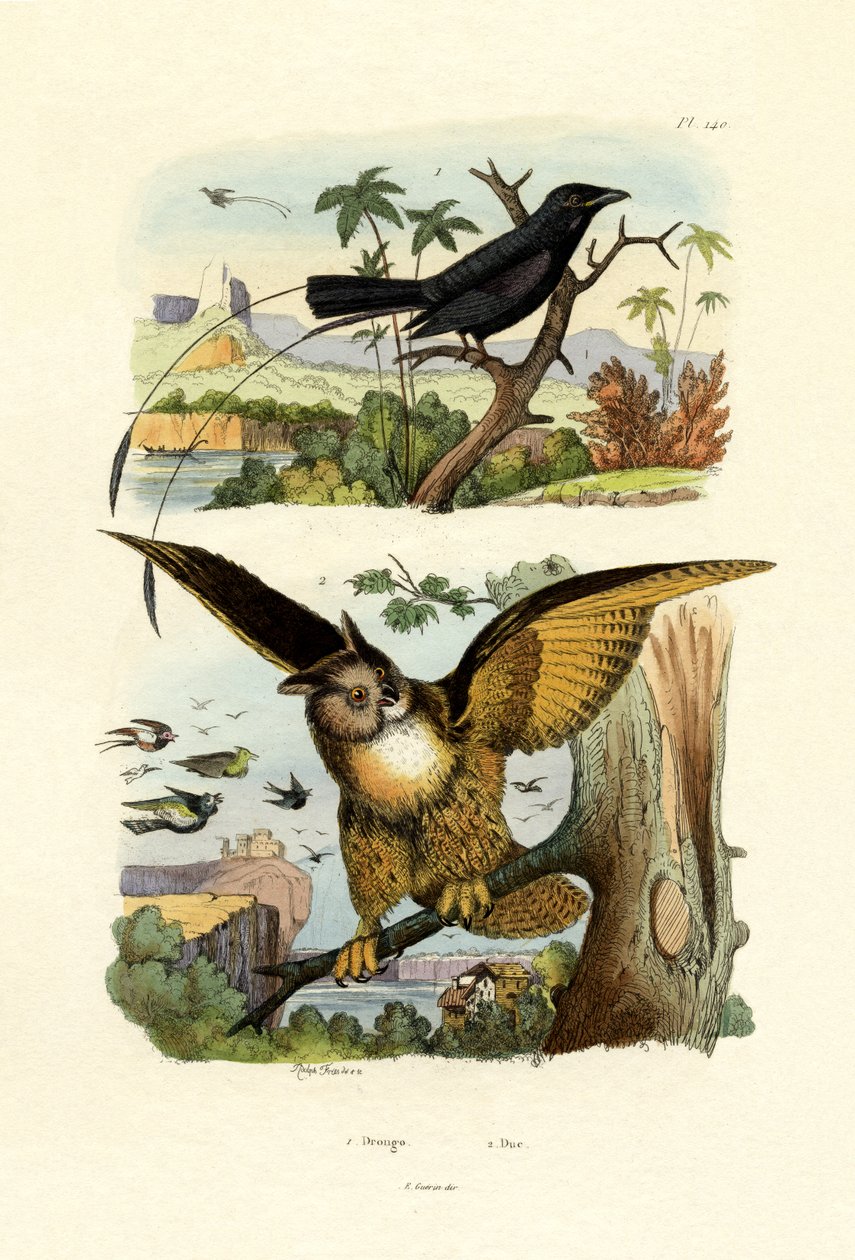 Gabelschwanzdrongo von French School