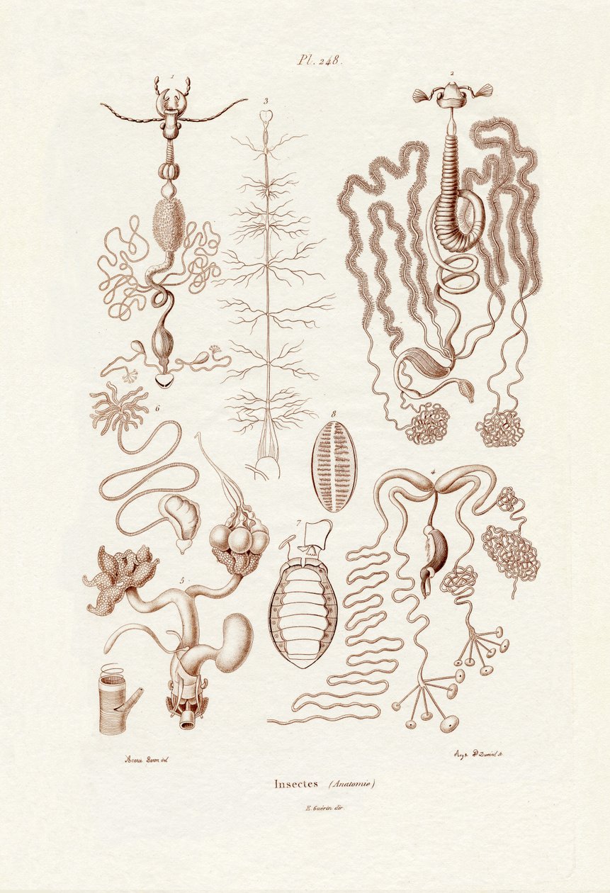 Insekten von French School