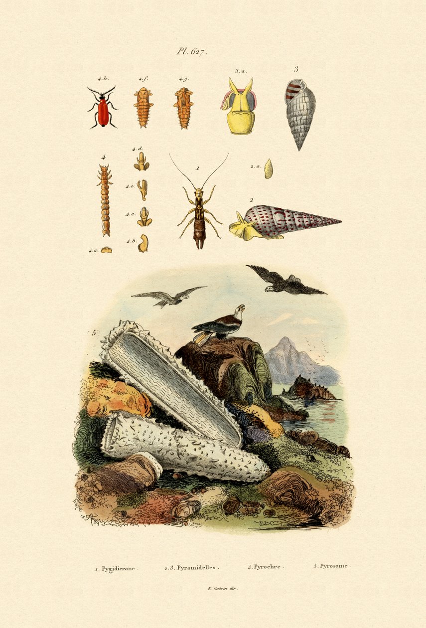 Insekten von French School