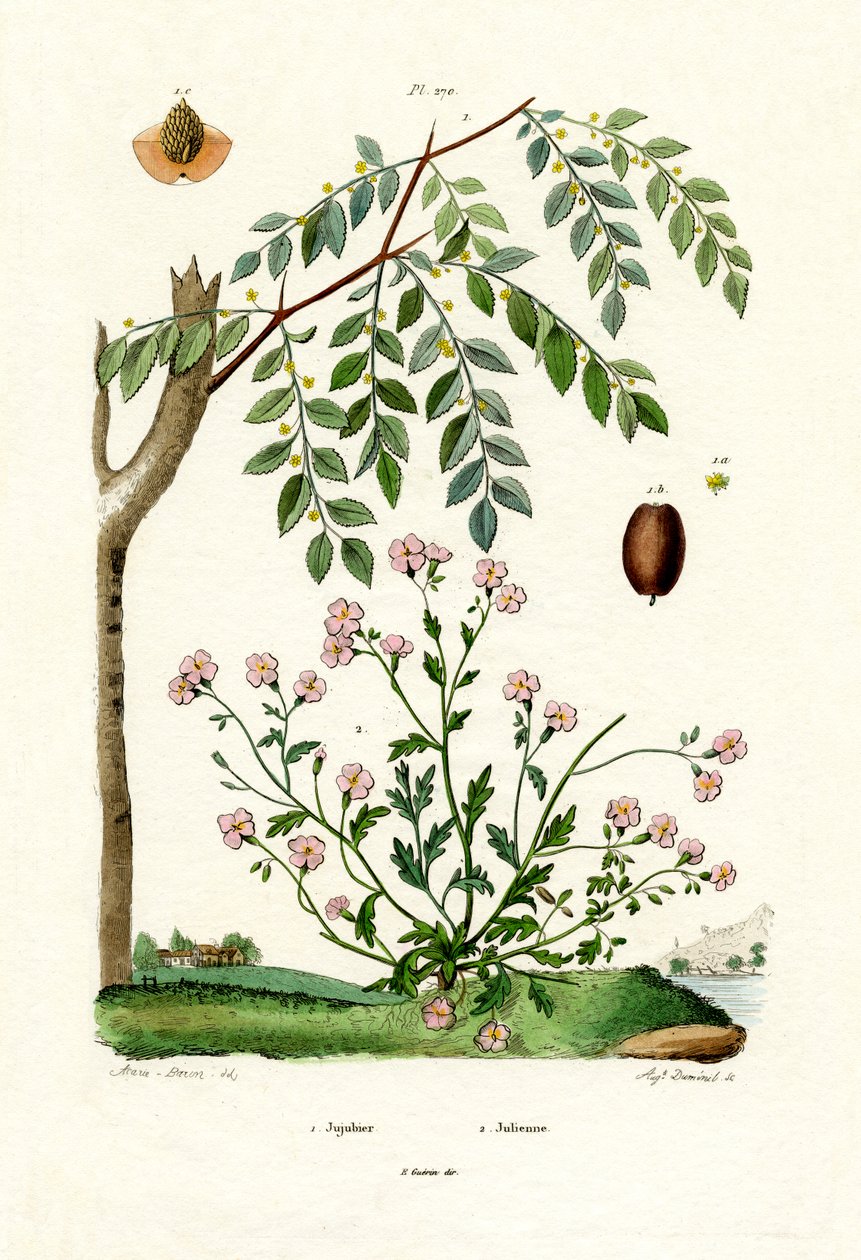 Jujube von French School