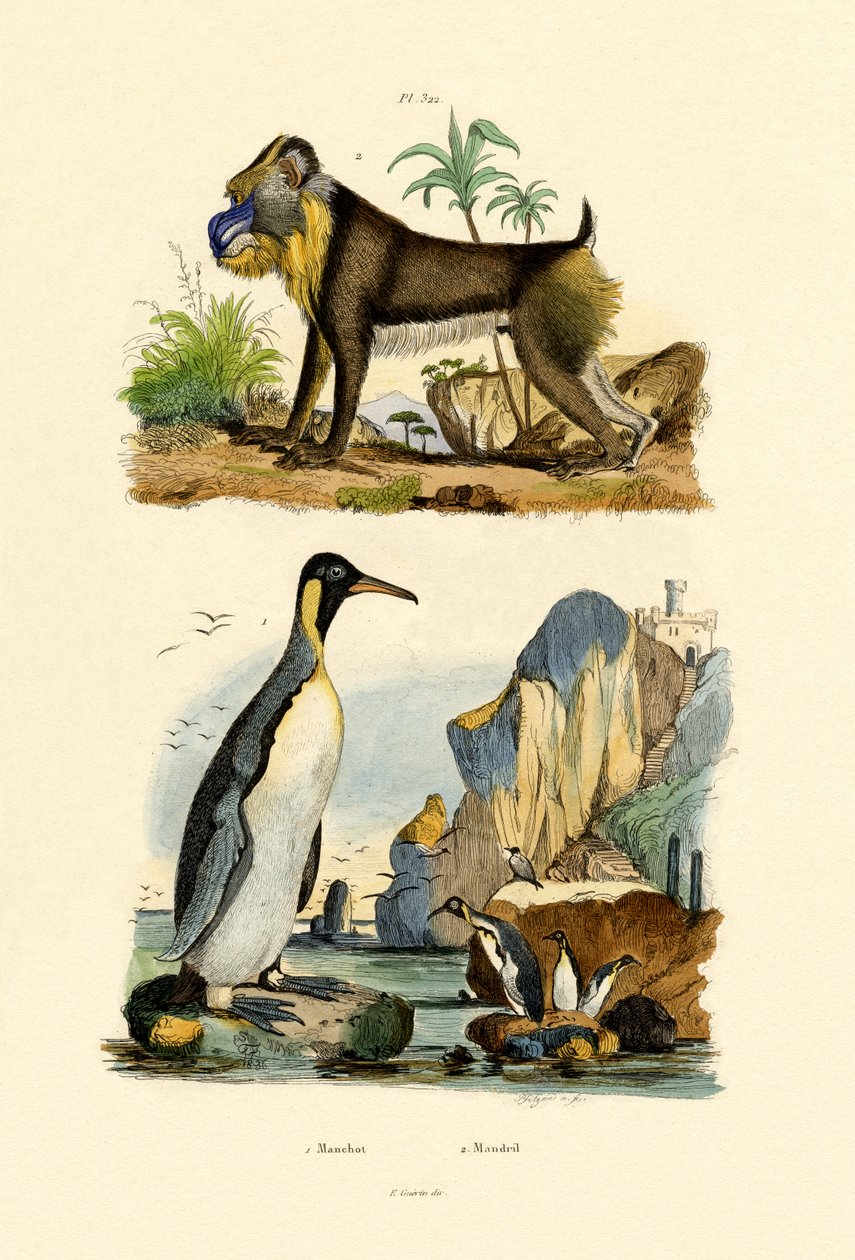 Königspinguin von French School