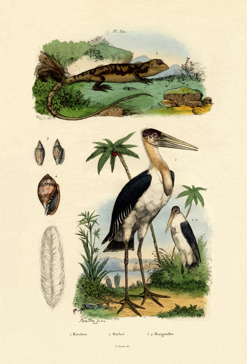 Marabu von French School