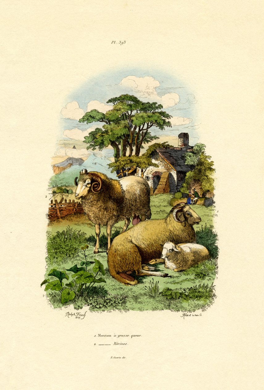 Merinoschaf von French School