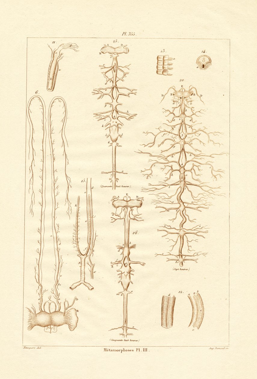 Metamorphose von French School