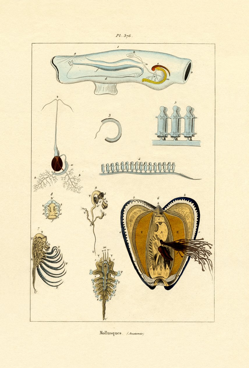 Weichtiere von French School