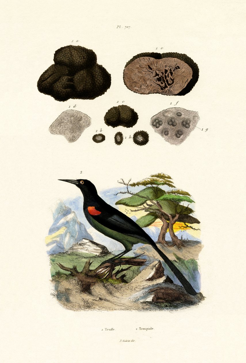Pirol, 1833-39 von French School