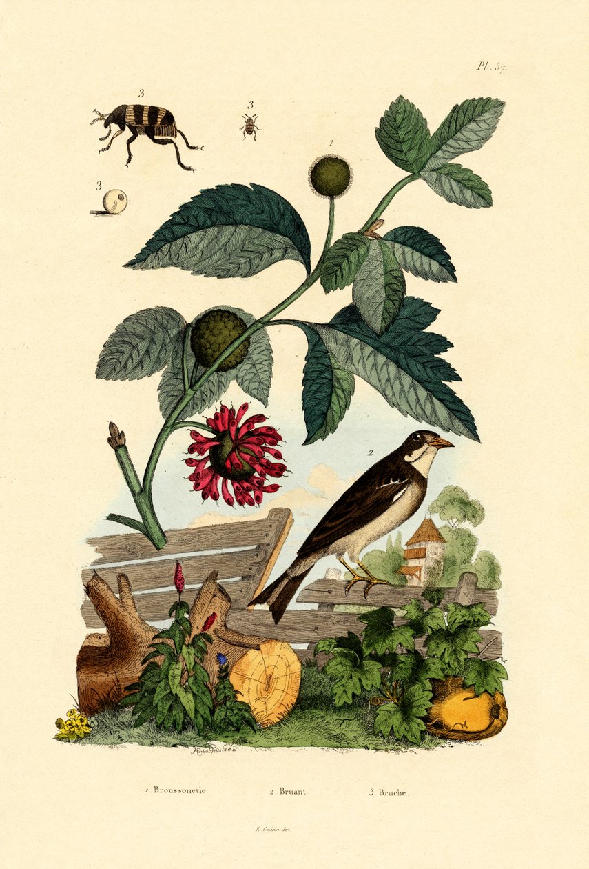 Papiermaulbeerbaum von French School
