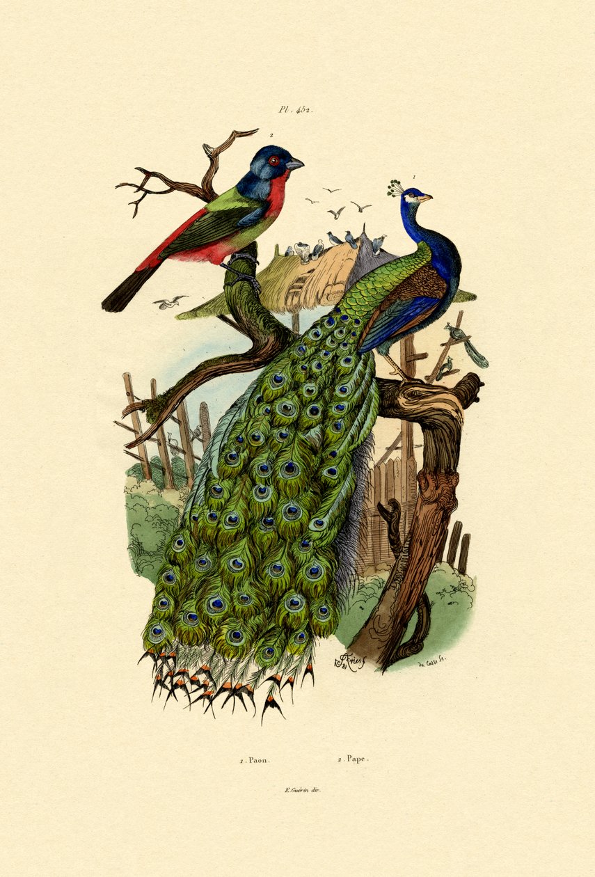 Pfau von French School